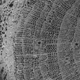Image microscopique montrant la fibre du bois et les espaces contenants des molécules extractibles caractérisants les essences de bois.