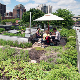 Toiture végétalisée, pour la réduction des îlots de chaleur à Montréal