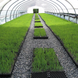 Un incubateur de forêts au Québec